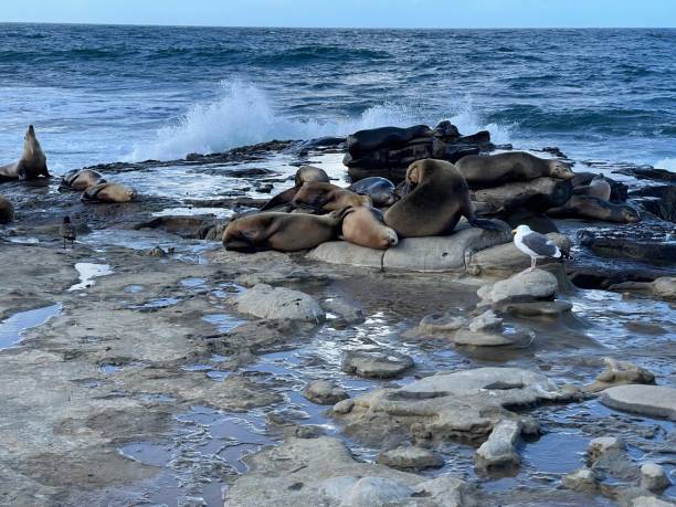 istock A group of sea lions perched on a spray-impacted reef 1364141814