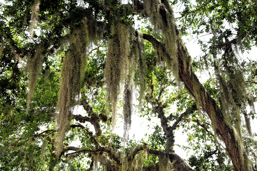 Close up big tropical tree at park in Savannah, Georgia