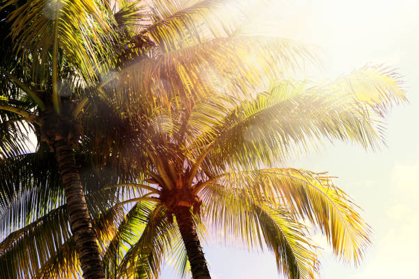 Close up shiny palm tree leaves over sunny blue sky stock photo