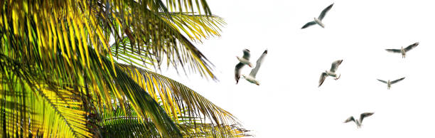 istock Close up shiny palm tree leaf and flock of seagulls 1364142124