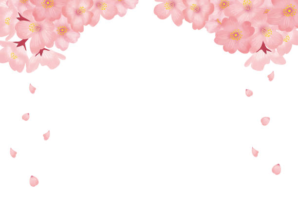 ilustrações, clipart, desenhos animados e ícones de fundo de aquarela da flor de cerejeira - cherry blossom flower head spring flower
