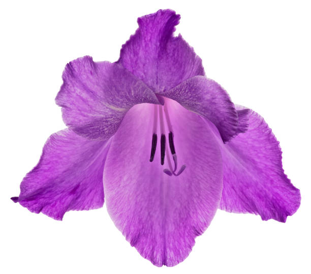 istock single speckled violet gladiolus bloom on white 1364143483