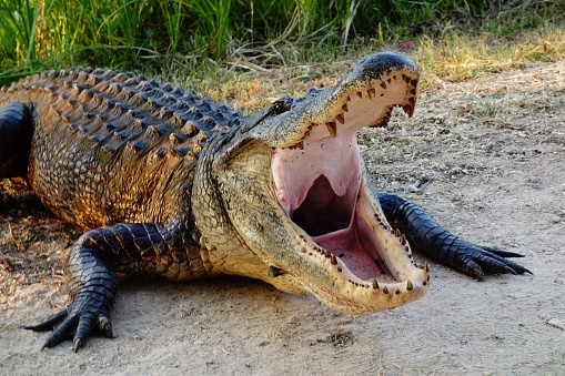 Very large alligator feels threatened