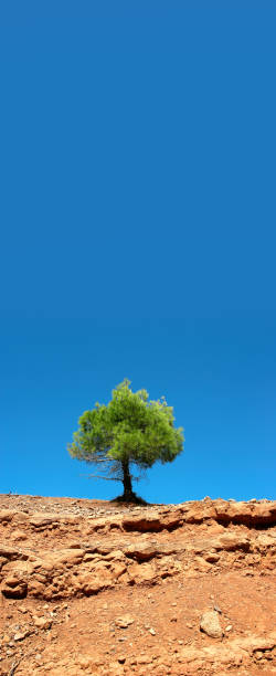 istock Single green pine tree on barren landscape over blue sunny sky 1364145448