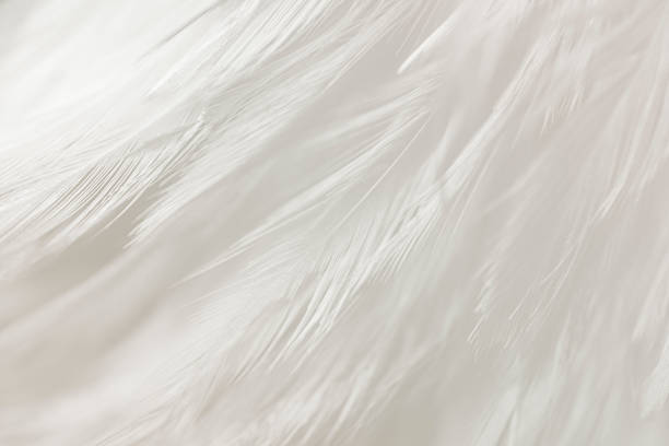 istock Beautiful White Feathers Texture Line Background. Swan Feathers. 1364145663