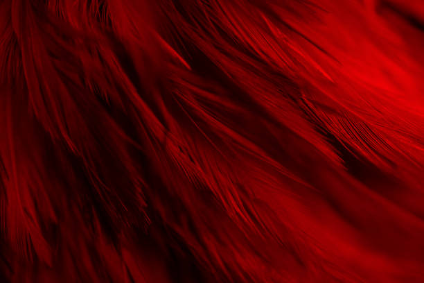 istock Beautiful Red Dark Feathers Texture Line Background. Swan Feathers. 1364145666
