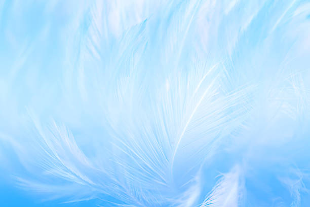 istock Beautiful Blue and White Feathers Texture Background. Swan Feathers. 1364145682