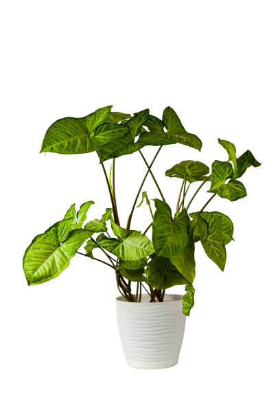 istock Indoor flower in a white pot 1364147278
