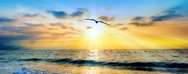 Sunset Ocean Bird Silhouette Inspiration Banner stock photo