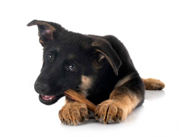 パピージャーマンシェパード - german shepherd animal black purebred dog ストックフォトと画像