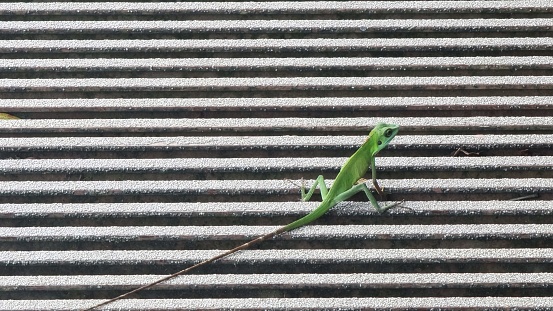 Tree Lizard on Broadwalk - 2/3 Frame Shot. Shot on a Samsung S21 Ultra SN. R5CR506H28F