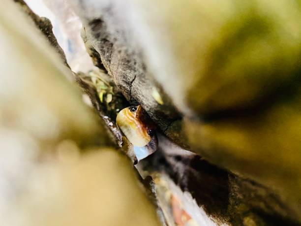 istock a gekko is hiding in a tree stump 1364151520