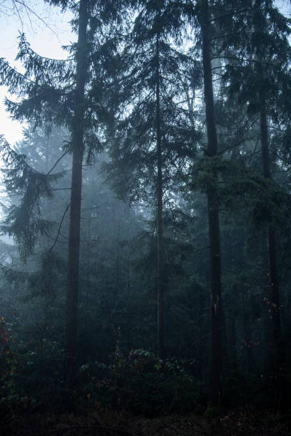 istock Photo of misty forest. 1364152454