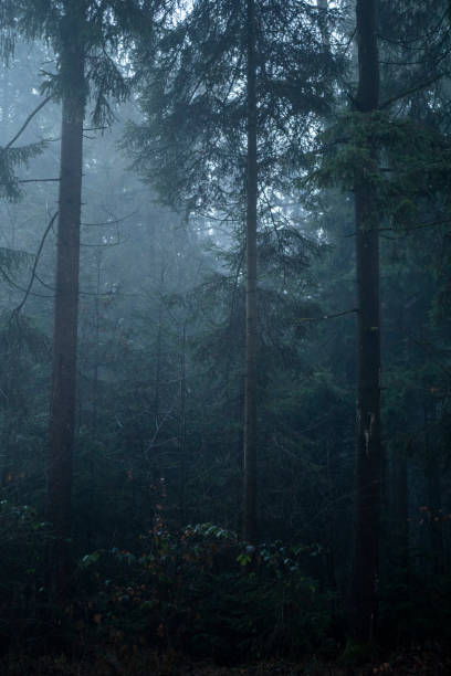 istock Photo of misty forest. 1364152456
