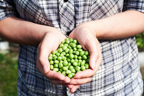 Woman holding fresh green peas in hands at garden. Organic pods of green peas in young woman hands. Healthy food concept. Handful of green peas
