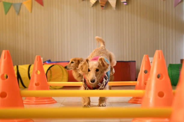 istock A dog jumping over indoor agility hurdles 1364155234