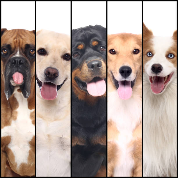 istock Group of beautiful dogs 1364156011