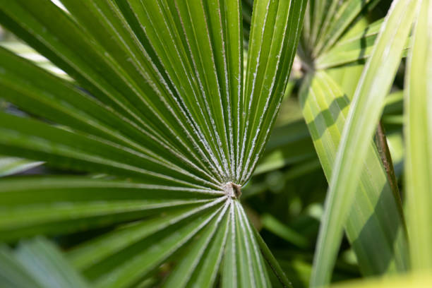 istock Close up Palm Leaves 1364156147