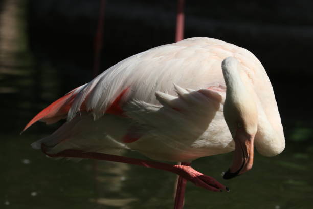 istock White Flamingo in the lake 1364156195