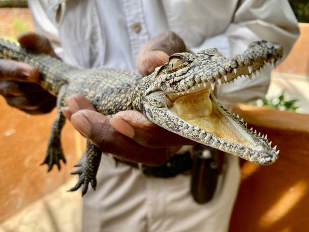 A young crocodile in a man's hands