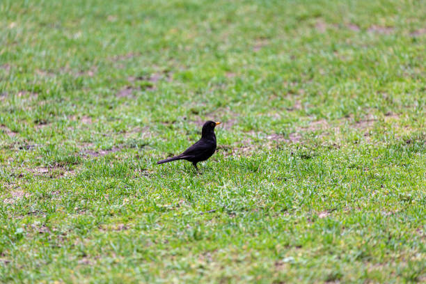 istock Blackbird walking on the grass field in park 1364161378