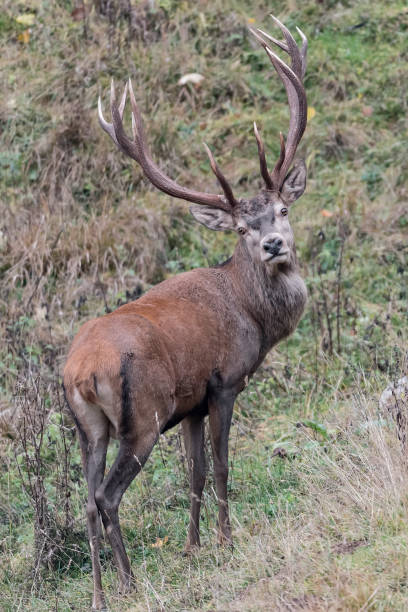 istock Majestic deer male at dusk (Cervus elaphus) 1364165294