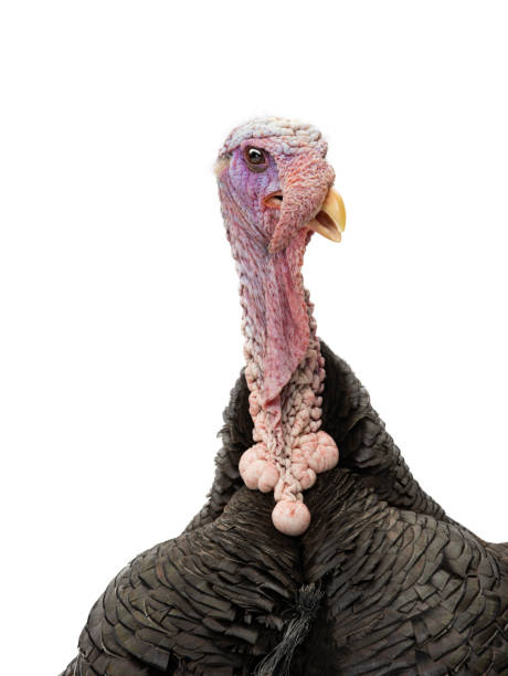 istock portrait turkey isolated on white background 1364165318