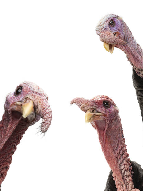 istock portrait turkeys isolated on white background 1364165326