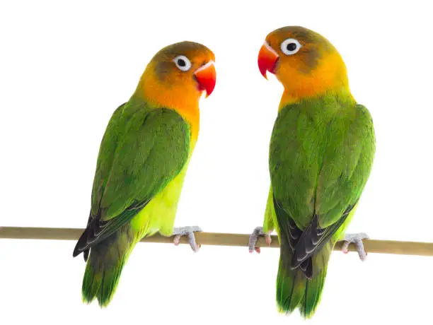 Photo of lovebird parrots isolated on white background