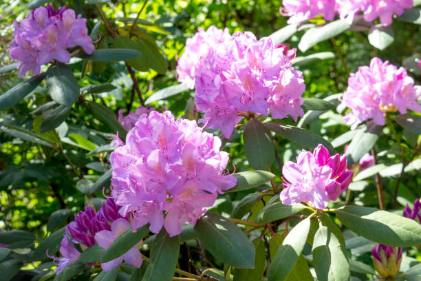 istock Pink rhododendron Roseum Elegans variety, sunny day. 1364166553