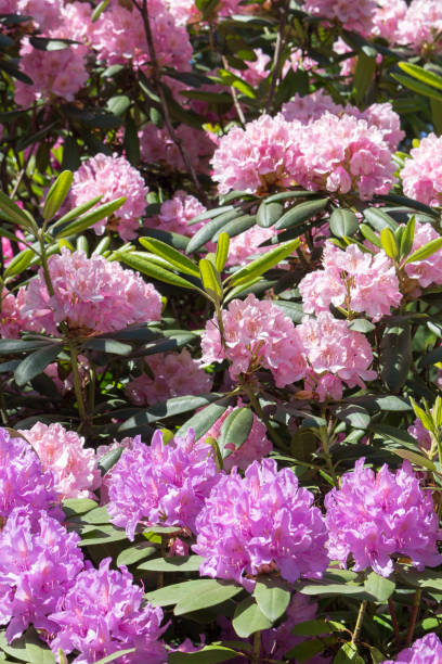 istock Pink rhododendron, sunny day. Floral background. 1364166837
