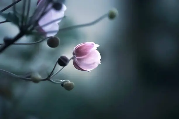 close-up of a soft toned flower