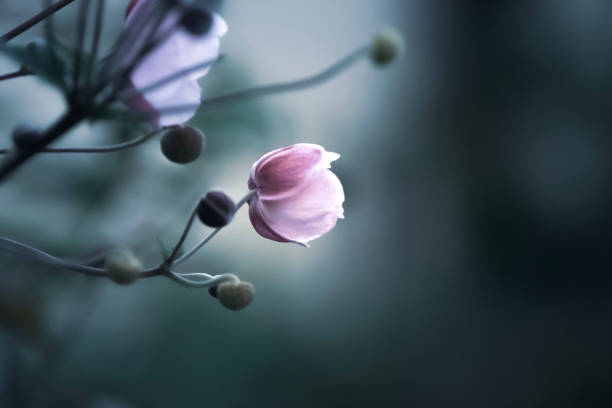 close-up de uma flor de tons macios - close up beauty in nature flower head flower - fotografias e filmes do acervo