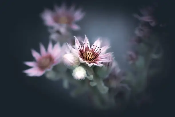 close-up of a pastel soft-toned flower