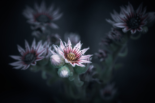 primer plano de una flor de tonos suaves pastel photo