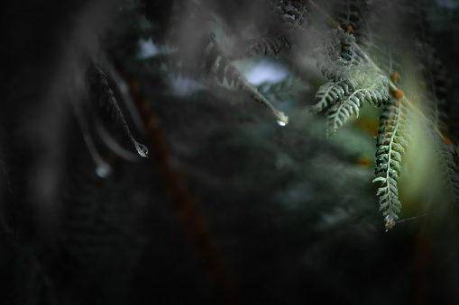 close-up of green fern in the forest, dark background