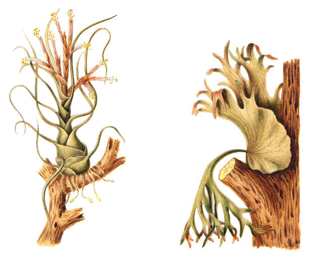 Tillandsia bulbosa (left) and Staghorn or Elkhorn fern (Platycerium grande) (right) - vintage illustration illustration from Meyers Konversations-Lexikon 1897 platycerium bifurcatum stock illustrations