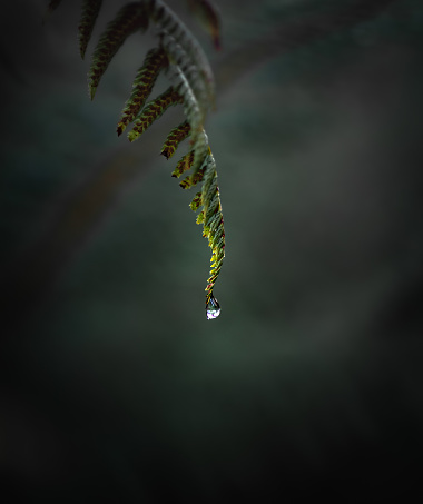 close-up of a fern with water drop in the forest