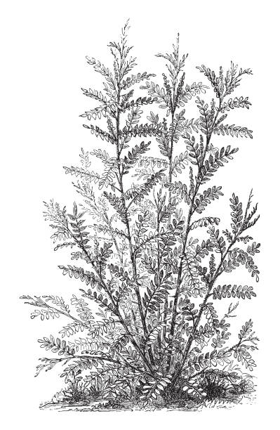 Liquorice or licorice - Glycyrrhiza Glabra (Medicinal plant) - vintage engraved illustration illustration from Meyers Konversations-Lexikon 1897 polypodiaceae stock illustrations