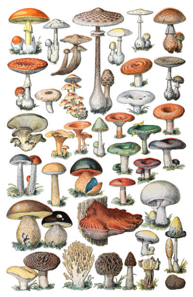 stockillustraties, clipart, cartoons en iconen met mushroom and toadstool collection - vintage illustration - herfst nederland