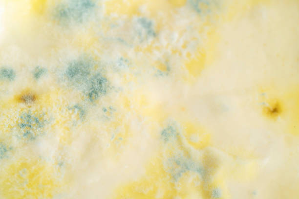 Bread with bacterium of mold . Macro photography  .
