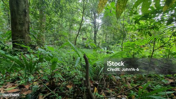 Sign In The Distance In The Tropical Forest Stock Photo - Download Image Now - Singapore, Wilderness, Forest