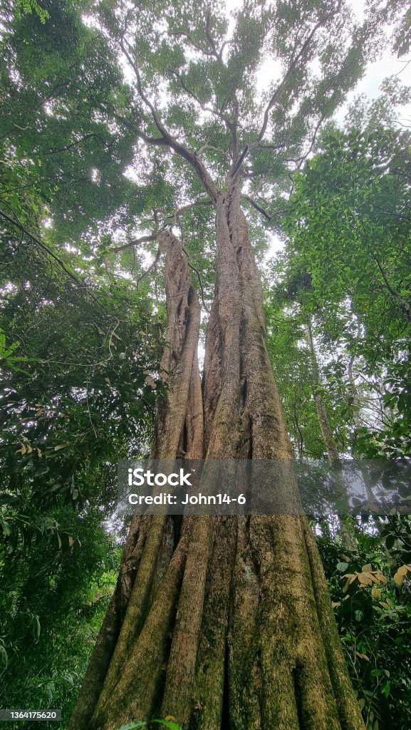 Mature Tropical Tree in the Tropical Forest Looking upwards Cannopy Mature Tropical Tree in the Tropical Forest Looking upwards Cannopy, shot on a Samsung S21 Ultra SN.R5CR506H28F @MacRitchie Reservoir Forest Trail. Backgrounds Stock Photo