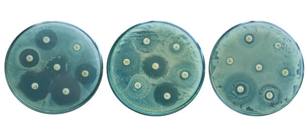 Evolution of Antibiotic resistance using susceptibility tests by diffusion stock photo