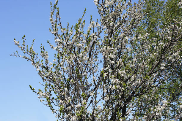 E Spring Tree 30+ Springtree Stock Photos, Pictures & Royalty-Free Images - iStock