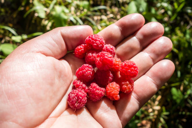istock Bunch of raspberries in a hand 1364177987