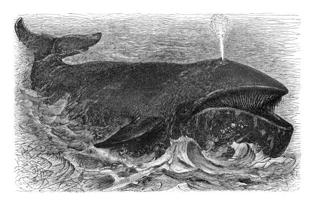 illustration from Meyers Konversations-Lexikon 1897