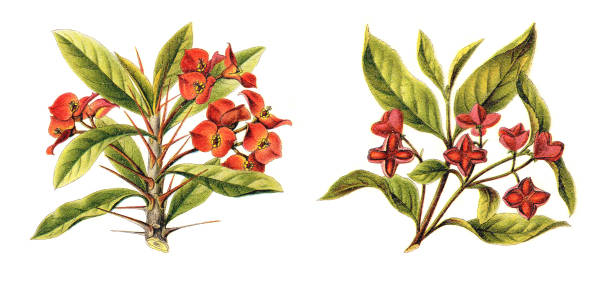 ilustrações de stock, clip art, desenhos animados e ícones de christ plant (euphorbia milii) and european spindle-tree (evonymus europaea) - vintage illustration - euphorbiaceae