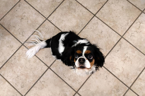 istock Cavalier king charles spaniel dog looking at you 1364181277