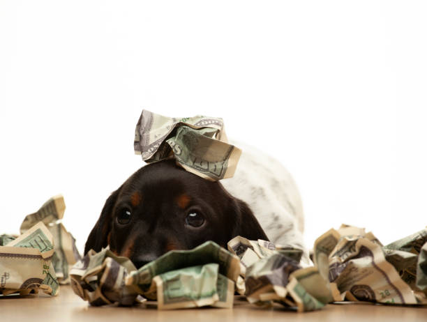 istock image of dog money white background 1364182738